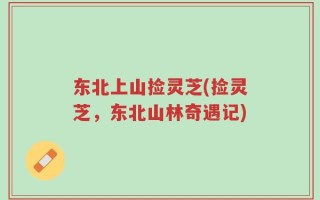 东北上山捡灵芝(捡灵芝，东北山林奇遇记)