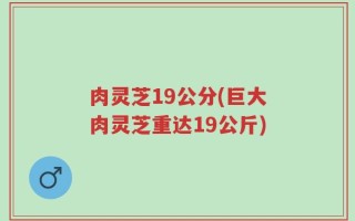 肉灵芝19公分(巨大肉灵芝重达19公斤)
