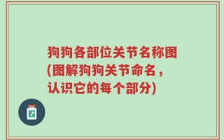 狗狗各部位关节名称图(图解狗狗关节命名，认识它的每个部分)