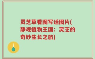 灵芝草看图写话图片(静观植物王国：灵芝的奇妙生长之旅)