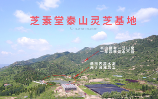 灵芝孢子粉是哪里的特产？什么样的质量好？