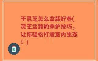 干灵芝怎么盆栽好养(灵芝盆栽的养护技巧，让你轻松打造室内生态！)