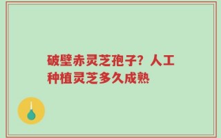 破壁赤灵芝孢子？人工种植灵芝多久成熟