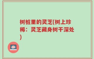 树桩里的灵芝(树上珍稀：灵芝藏身树干深处)