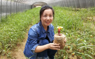 野生灵芝和仿野生种植灵芝的功效一样吗？