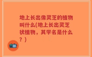 地上长出像灵芝的植物叫什么(地上长出灵芝状植物，其学名是什么？)