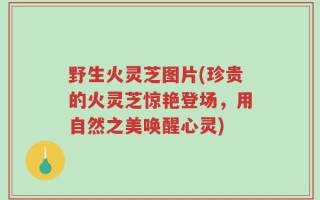 野生火灵芝图片(珍贵的火灵芝惊艳登场，用自然之美唤醒心灵)