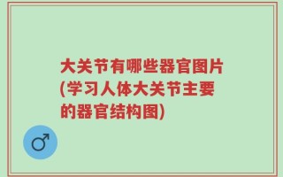 大关节有哪些器官图片(学习人体大关节主要的器官结构图)
