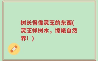 树长得像灵芝的东西(灵芝样树木，惊艳自然界！)