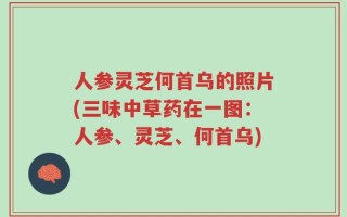 人参灵芝何首乌的照片(三味中草药在一图：人参、灵芝、何首乌)