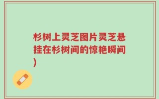 杉树上灵芝图片灵芝悬挂在杉树间的惊艳瞬间)