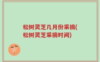 松树灵芝几月份采摘(松树灵芝采摘时间)