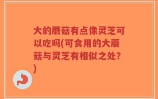大的蘑菇有点像灵芝可以吃吗(可食用的大蘑菇与灵芝有相似之处？)