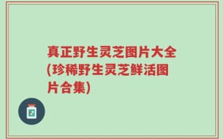 真正野生灵芝图片大全(珍稀野生灵芝鲜活图片合集)