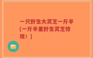 一只野生大灵芝一斤半(一斤半重野生灵芝惊现！)