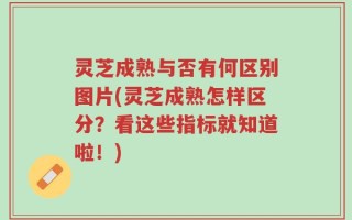 灵芝成熟与否有何区别图片(灵芝成熟怎样区分？看这些指标就知道啦！)