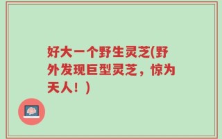 好大一个野生灵芝(野外发现巨型灵芝，惊为天人！)