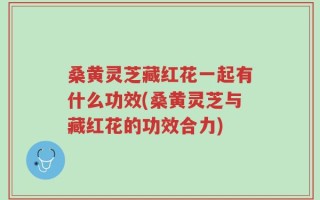 桑黄灵芝藏红花一起有什么功效(桑黄灵芝与藏红花的功效合力)