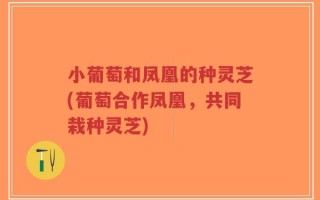 小葡萄和凤凰的种灵芝(葡萄合作凤凰，共同栽种灵芝)