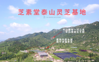 灵芝孢子粉是什么？灵芝孢子粉如何选？