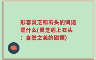 形容灵芝和石头的词语是什么(灵芝遇上石头：自然之美的碰撞)