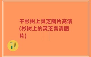 干杉树上灵芝图片高清(杉树上的灵芝高清图片)