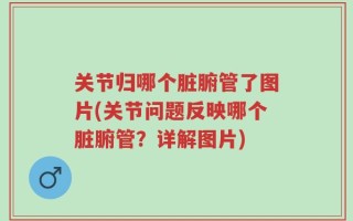 关节归哪个脏腑管了图片(关节问题反映哪个脏腑管？详解图片)