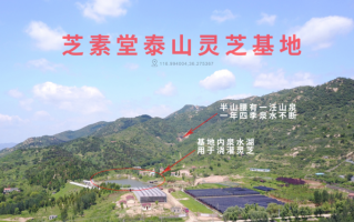 长白山灵芝孢子粉和泰山灵芝孢子粉哪的更好？