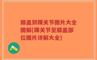 膝盖到踝关节图片大全图解(踝关节至膝盖部位图片详解大全)