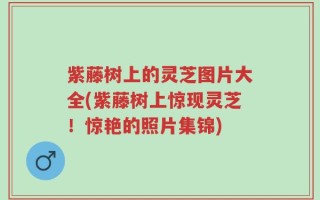 紫藤树上的灵芝图片大全(紫藤树上惊现灵芝！惊艳的照片集锦)
