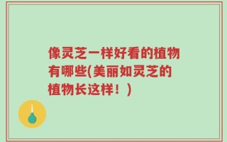 像灵芝一样好看的植物有哪些(美丽如灵芝的植物长这样！)