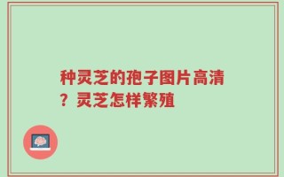 种灵芝的孢子图片高清？灵芝怎样繁殖