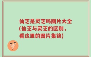 仙芝是灵芝吗图片大全(仙芝与灵芝的区别，看这里的图片集锦)