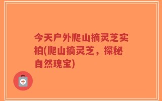 今天户外爬山摘灵芝实拍(爬山摘灵芝，探秘自然瑰宝)