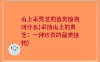 山上采灵芝的菌类植物叫什么(采摘山上的灵芝：一种珍贵的菌类植物)