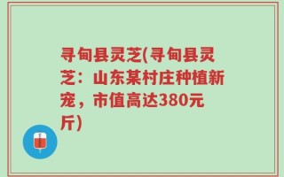 寻甸县灵芝(寻甸县灵芝：山东某村庄种植新宠，市值高达380元斤)