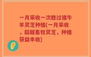 一月采收一次胜过猪牛羊灵芝种植(一月采收，超越畜牧灵芝，种植获益丰收)