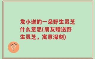 发小送的一朵野生灵芝什么意思(朋友赠送野生灵芝，寓意深刻)