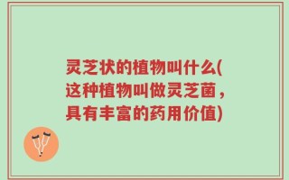 灵芝状的植物叫什么(这种植物叫做灵芝菌，具有丰富的药用价值)