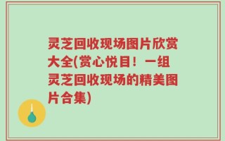 灵芝回收现场图片欣赏大全(赏心悦目！一组灵芝回收现场的精美图片合集)