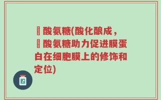 酼酸氨糖(酸化酿成，酼酸氨糖助力促进膜蛋白在细胞膜上的修饰和定位)