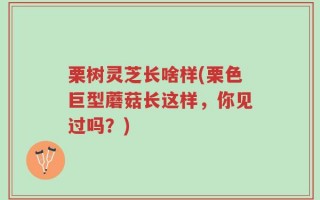 栗树灵芝长啥样(栗色巨型蘑菇长这样，你见过吗？)