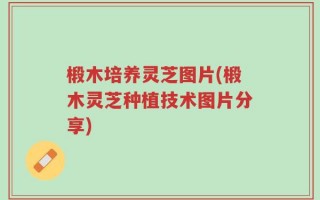 椴木培养灵芝图片(椴木灵芝种植技术图片分享)