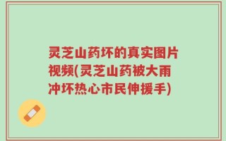 灵芝山药坏的真实图片视频(灵芝山药被大雨冲坏热心市民伸援手)
