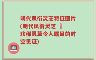 明代凤衔灵芝特征图片(明代凤衔灵芝 – 珍稀灵草令人瞩目的时空见证)