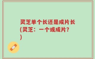 灵芝单个长还是成片长(灵芝：一个或成片？)