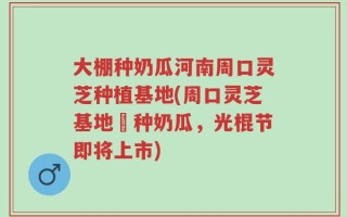 大棚种奶瓜河南周口灵芝种植基地(周口灵芝基地併种奶瓜，光棍节即将上市)