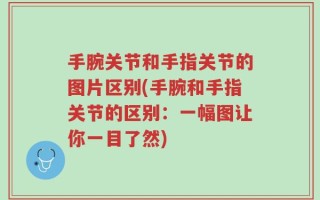 手腕关节和手指关节的图片区别(手腕和手指关节的区别：一幅图让你一目了然)