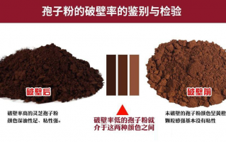 如何区别灵芝孢子粉有无破壁？破壁有什么用？