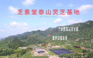 专业的灵芝孢子粉品牌有什么优势